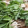 Your Love Of Ramps Is Killing Ramps